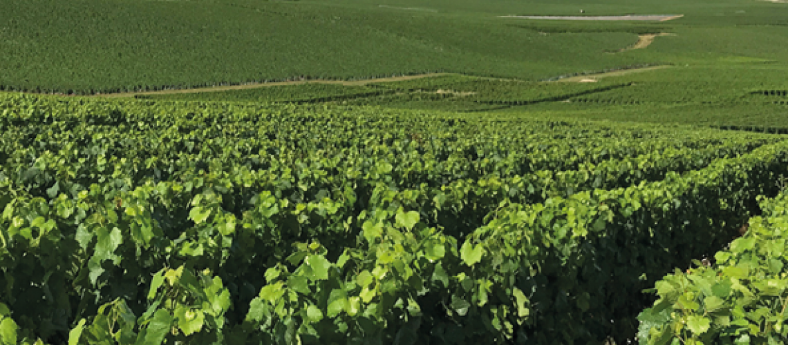 Header_vineyard